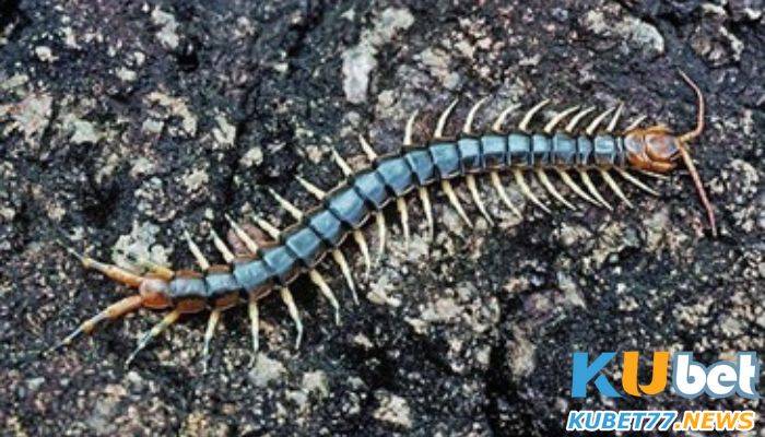 Mơ thấy rết rất lớn