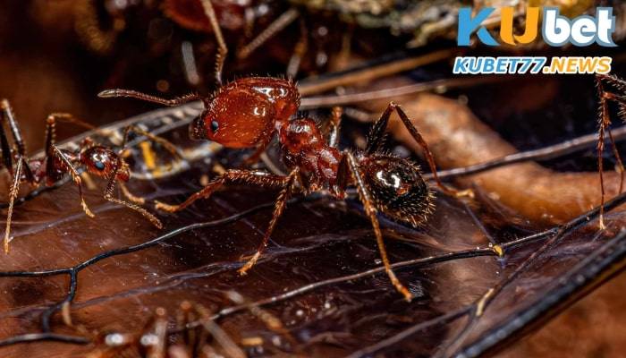 Mơ thấy kiến đánh con số nào chắc thắng