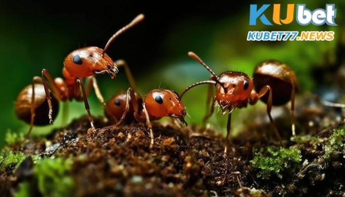 Ý nghĩa tổng quan giấc mơ thấy kiến